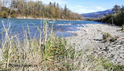 Uferabschnitt an der Salzach