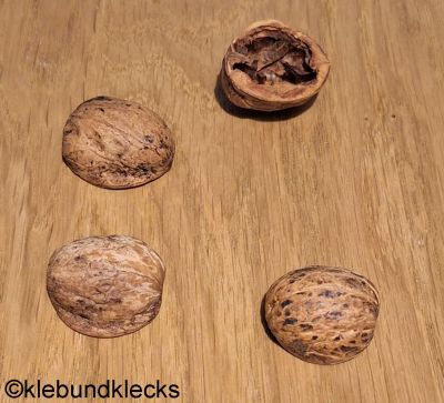 leere Nussschalen-Hälften
